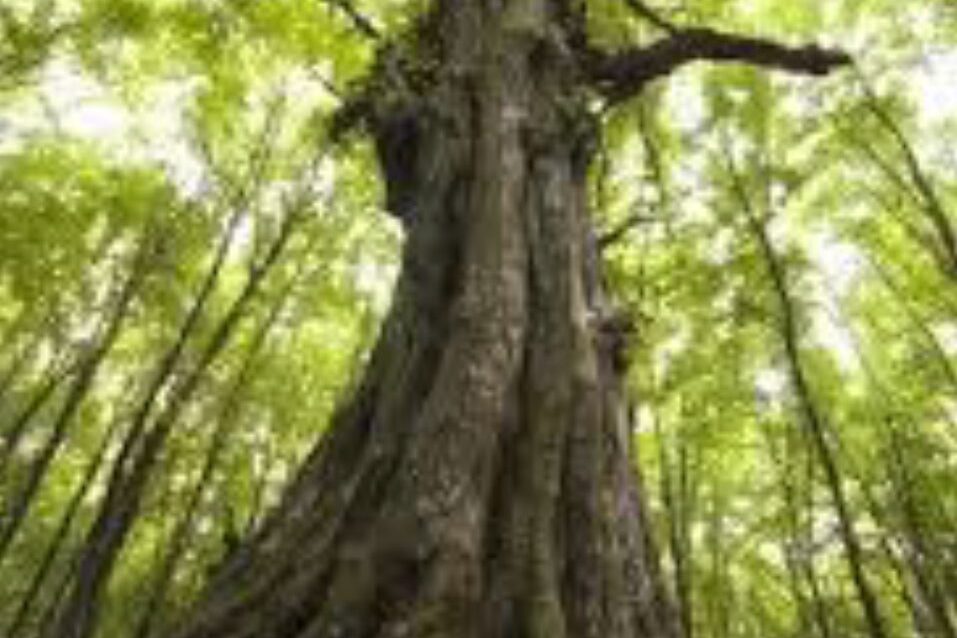 Blog und Aktuelles Klangtherapie Franziska Edelmann in Basel