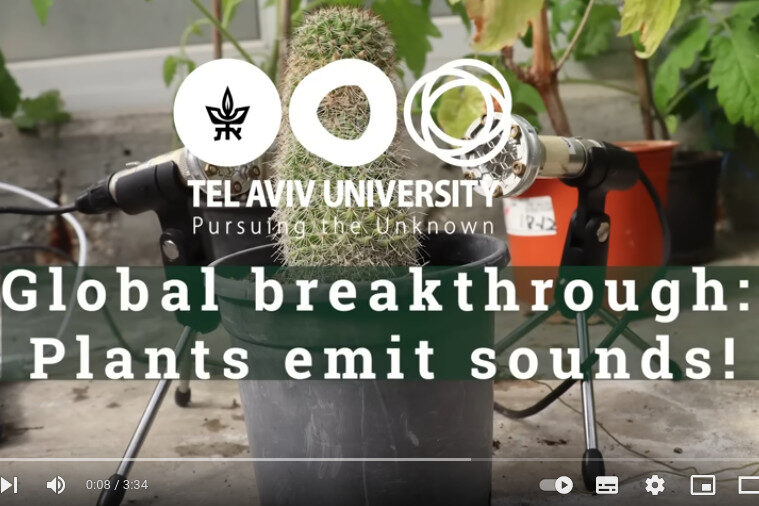 Pflanzen machen Geräusche. Bild von Klangtherapiepraxis Franziska Edelmann