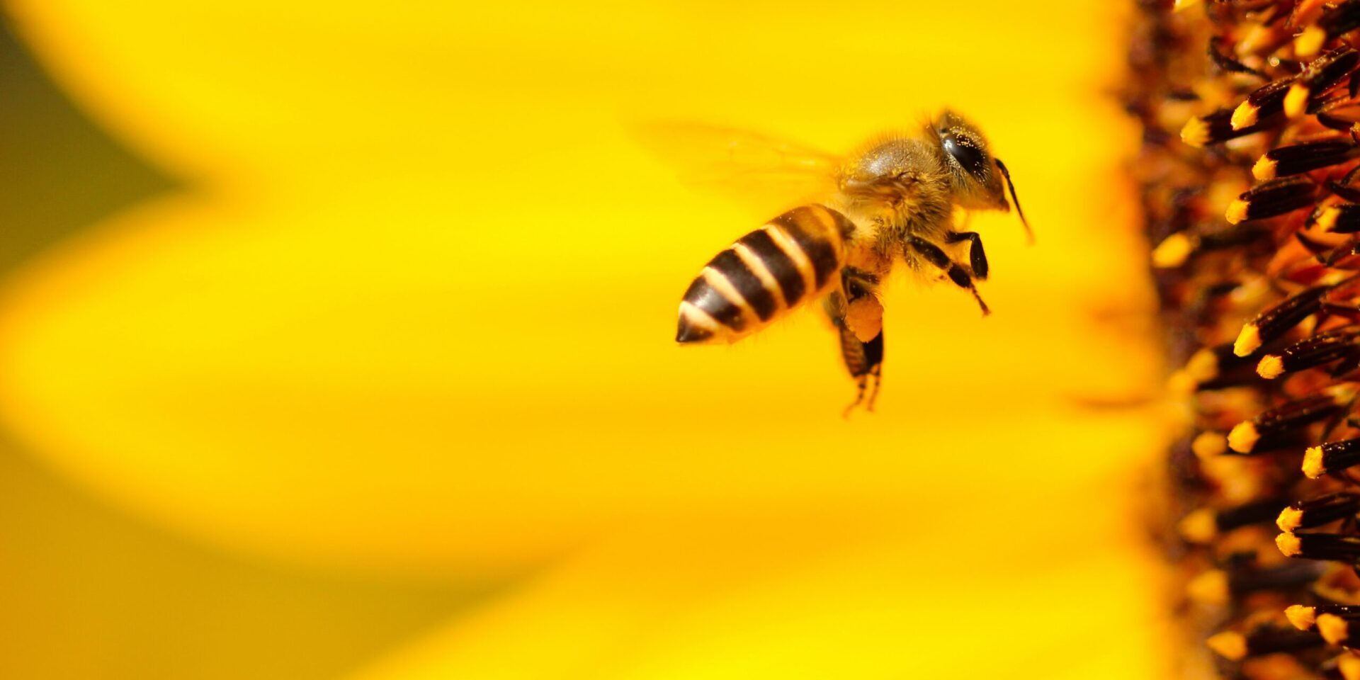 boris-smokrovic-gr7ZkoZnHXU-unsplash Biene im Flug