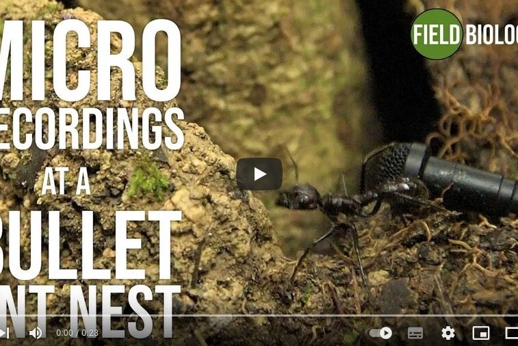 Foto von Ameise vor kleinem Mikrofon